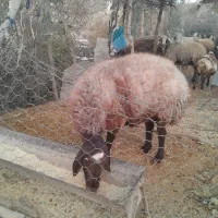 قوچافشاریدرجه ۱|حیوانات مزرعه|رودشت (چهارمحال و بختیاری), |دیوار