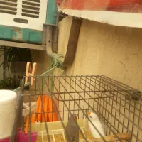 فنج زبرا جفت بالغ جوان آماده جوجه کشیدن|پرنده|بهارستان, |دیوار