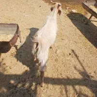 ۴ تا کهره نر و یکی ماده