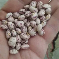 لوبیا چیتی عمدهای