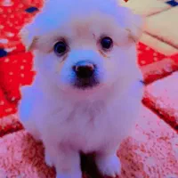 توله پامر روباهی