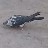 کفتر گمشده سینماش کل سفید