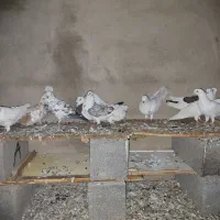 کبوتر|پرنده|سنگدوین, |دیوار