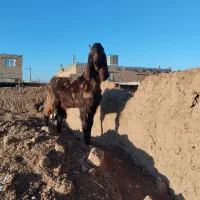 بزغاله آمریکایی نر