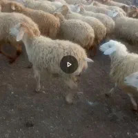 سی راس نژاد مغانی ساری قولاغ