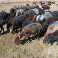 معاوضه با بنز تک یا تراکتور ۳۹۹