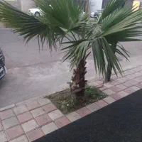 درخت پالم و درخت یاس