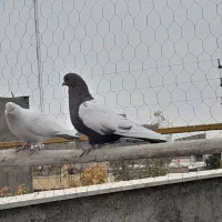 کبوتر سینه ای|پرنده|صائین قلعه, |دیوار