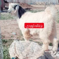 گوسفند وبزغاله( زیر نظر دامپزشکی استان )