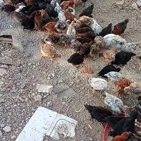 جوجه مرغ