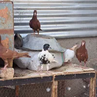 جوجه کرمونی