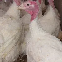 فروش بوقلمون بیوتی