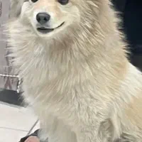 گمشده
