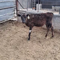 2راس گوساله