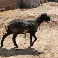 گوسفند آبستن