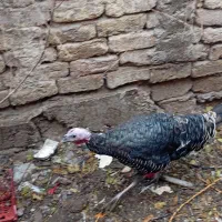 بوقلمون نر|حیوانات مزرعه|ساوه, |دیوار