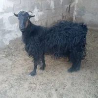 بز ترکی چاق ارسنجان|حیوانات مزرعه|شیراز, درکی|دیوار