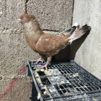 کله ای گلالی|پرنده|کاکی, |دیوار