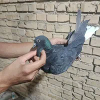 سری|پرنده|آبادان, |دیوار