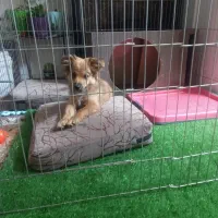 سگ پامر اشپیتز