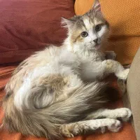 واگذاری گربه DLH پرنسس زیبا