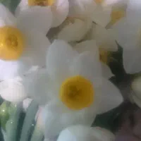 شناسنامه پیدا شده