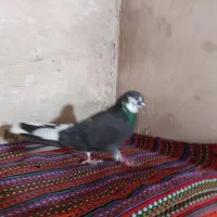 کفتراصفهانی|پرنده|برخوار, |دیوار