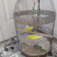 مرغ عشق باقفس|پرنده|ابهر, |دیوار