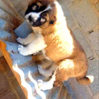 توله  سگ لاس قدرجونی