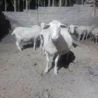 یک میش وبره