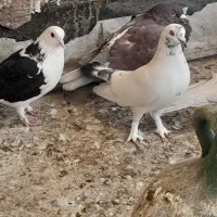 پرشی و یاهو|پرنده|قم, نخودی|دیوار