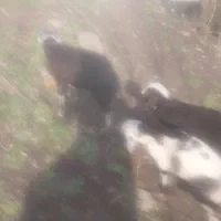 بره شیری وعلفخوار