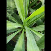 گل های زینتی و آپارتمانی|گل و گیاه طبیعی|لردگان, |دیوار