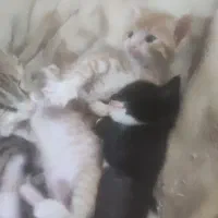 بچه گربه دستی ایرانی مو بلند