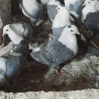 کبوتر|پرنده|سبزوار, طبرسی (جعفرآباد)|دیوار