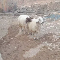 میش قوچ داشتی