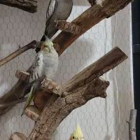 عروس هلندی|پرنده|سرپل ذهاب, |دیوار