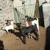 سه عدد بز|حیوانات مزرعه|اهر, |دیوار