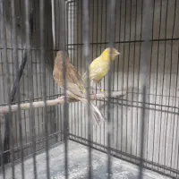 قناری ماده اماده پس کوزه ای|پرنده|تهران, اتابک|دیوار