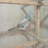 کبوتر طوقی وسرور|پرنده|باغستان, |دیوار