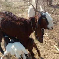 بز و بزغاله