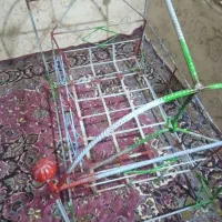 گهواره