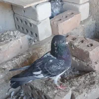 کفتر پاکستانی