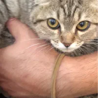 واگذاری رایگان گربه اسکاتیش