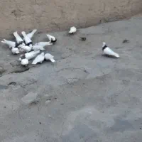کبوتر طوقی
