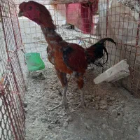 خروس فروشی|حیوانات مزرعه|ایرانشهر, |دیوار