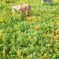 بز و بزغاله