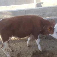 سلام سرمایه برای خرید دام