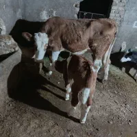 دو عدد گوساله نر با یک گاو سمنتال|حیوانات مزرعه|قیدار, |دیوار