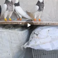 کفتر بومو